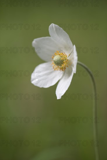 Snowdrop Anemone (Anemone sylvestris)