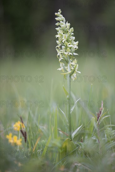 Greater Butterfly-orchid (Platanthera chlorantha)