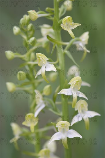 Greater Butterfly-orchid (Platanthera chlorantha)