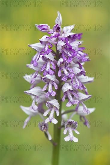 Military Orchid (Orchis militaris)