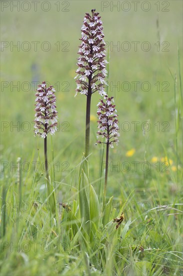 Lady Orchid (Orchis purpurea)