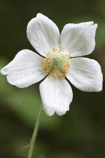 Snowdrop Anemone (Anemone sylvestris)