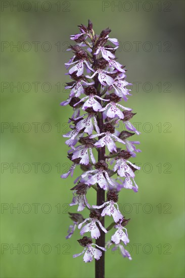 Lady Orchid (Orchis purpurea)