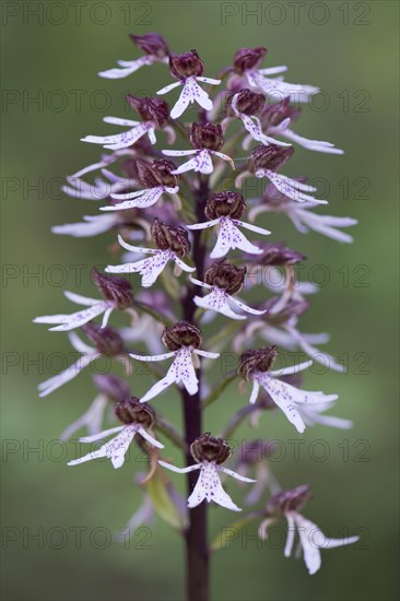 Natural hybrid Military Orchid x Lady Orchid (Orchis militaris Orchis purpurea x)