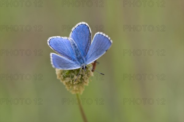 Amanda's Blue (Plebicula amanda)