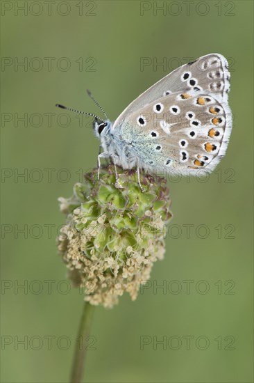 Amanda's Blue (Plebicula amanda)