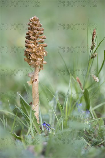 Bird's-nest Orchid (Neottia nidus-avis)