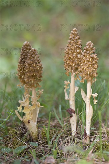 Bird's-nest Orchid (Neottia nidus-avis)