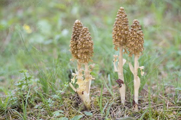 Bird's-nest Orchid (Neottia nidus-avis)