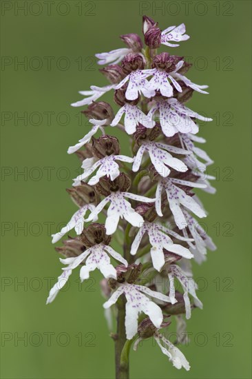 Lady Orchid (Orchis purpurea)