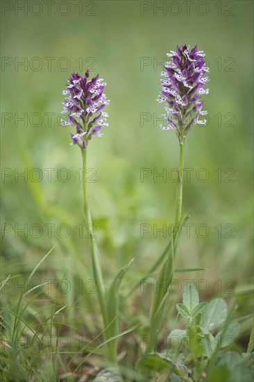 Burnt Orchid (Orchis ustulata)