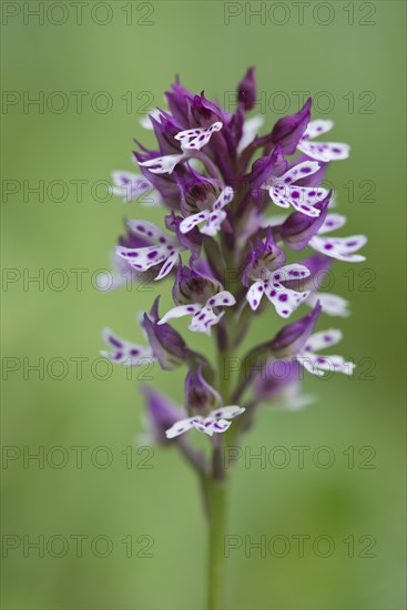 Burnt Orchid (Orchis ustulata)