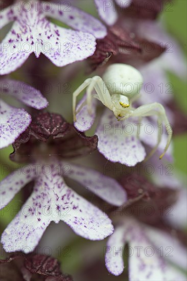Goldenrod Crab Spider (Misumena vatia) on Lady Orchid (Orchis purpurea)