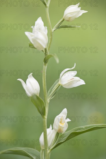 White Helleborine (Platanthera damasonium)