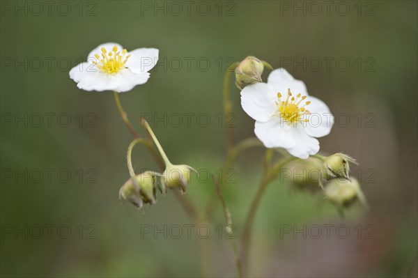 Wild Strawberry (Fragaria vesca)