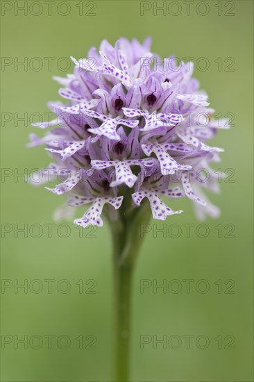 Three-toothed Orchid (Orchis tridentata