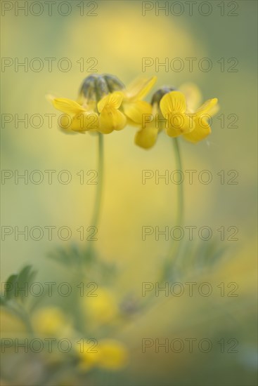 Horseshoe Vetch (Hippocrepis comosa)