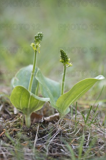 Common Twayblade (Listera ovata)