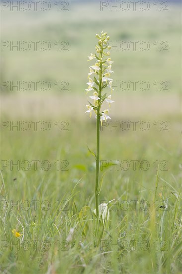 Greater Butterfly-orchid (Platanthera chlorantha)