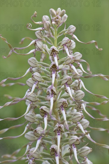 Lizard Orchid (Himantoglossum hircinum)