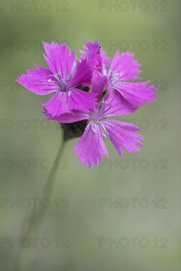 Carthusian Pink (Dianthus carthusianorum)