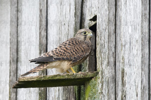 Young Common Kestrel (Falco tinnunculus)