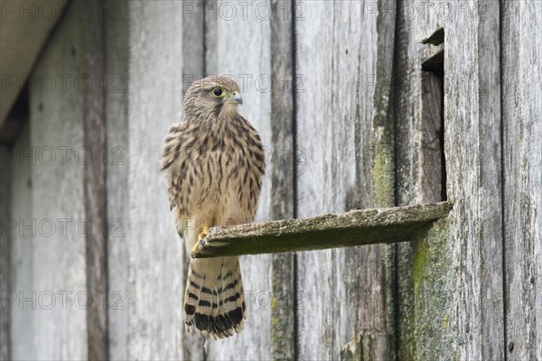 Young Common Kestrel (Falco tinnunculus)