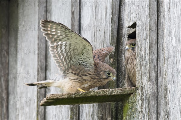 Young Common Kestrels (Falco tinnunculus)