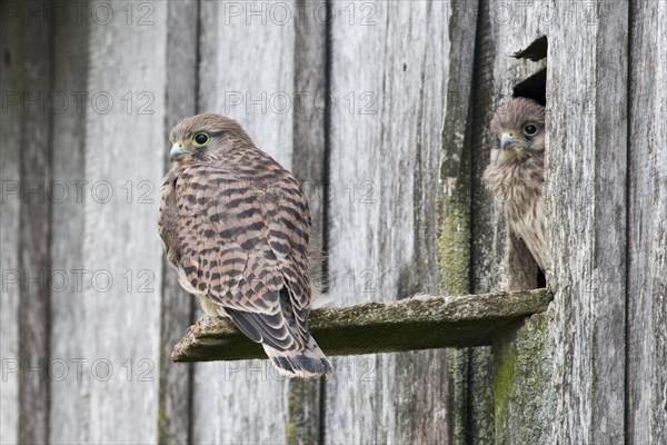 Young Common Kestrels (Falco tinnunculus)