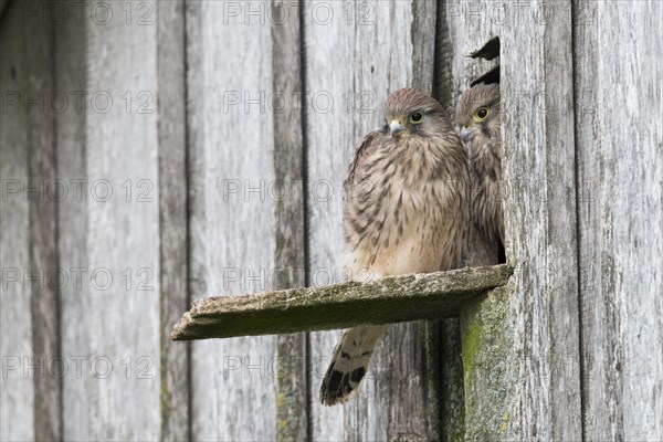 Young Common Kestrels (Falco tinnunculus)