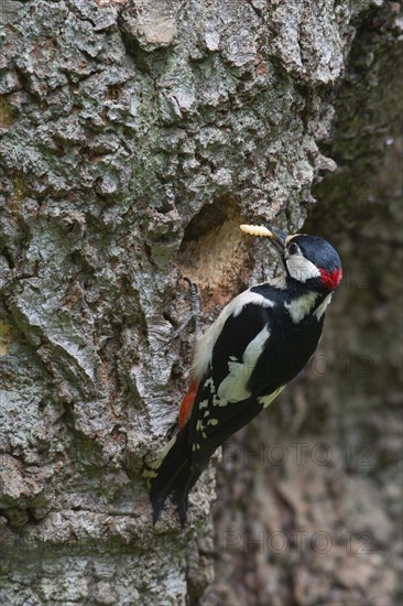 Great Spotted Woodpecker (Dendrocopos major)