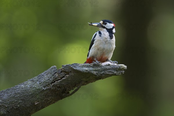 Great Spotted Woodpecker (Dendrocopos major)