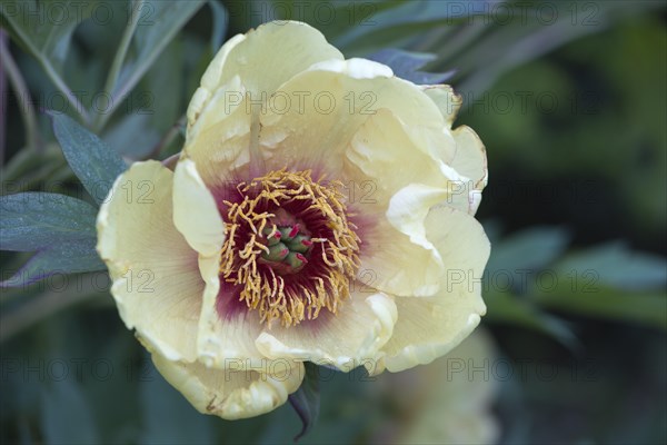 Moutan or tree peony (Paeonia suffruticosa)