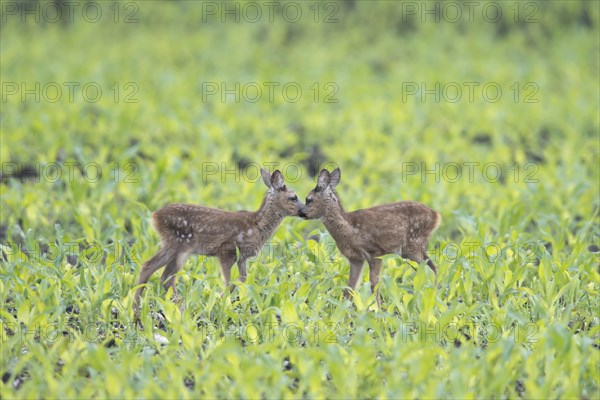 European roe dear fawns (Capreolus capreolus) standing in a field