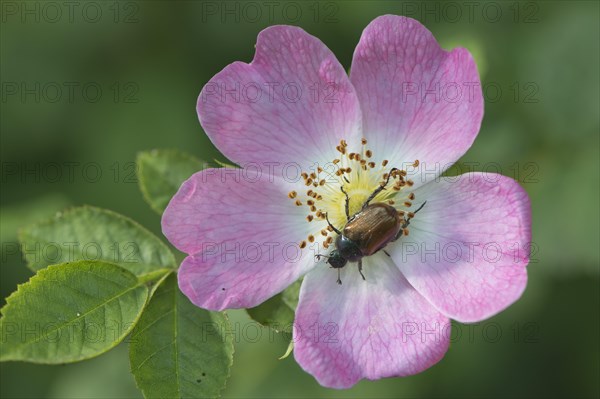 Dog-rose (Rosa canina) with Garden Chafer (Phyllopertha horticula)