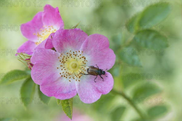 Dog-rose (Rosa canina) with Garden Chafer (Phyllopertha horticula)