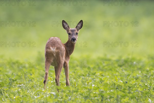 Roe Deer (Capreolus capreolus) standing in green field