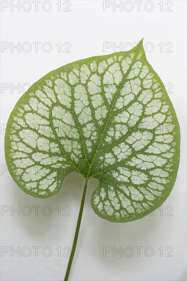 Siberian Bugloss (Brunnera macrophylla 'Jack Frost')