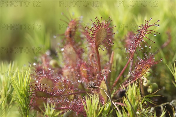 Oblong-leaved sundew or spoonleaf sundew (Drosera intermedia)