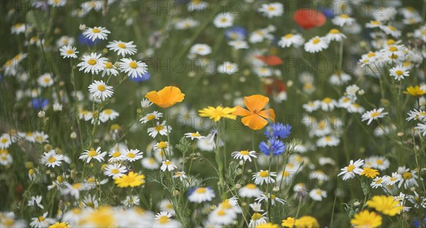 Flower meadow with Scentless Chamomiles (Tripleurospermum maritimum ssp.inodorus)