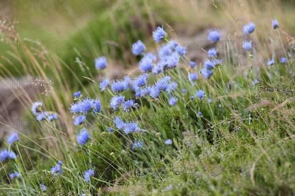 Sheep's Bit Scabious (Jasione montana)