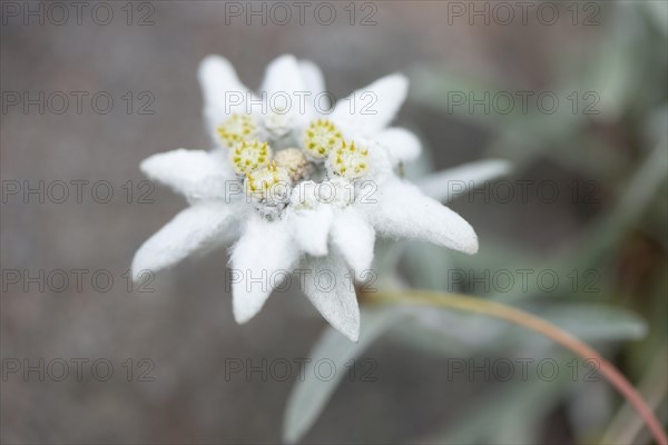 Edelweiss (Leontopodium alpinum)