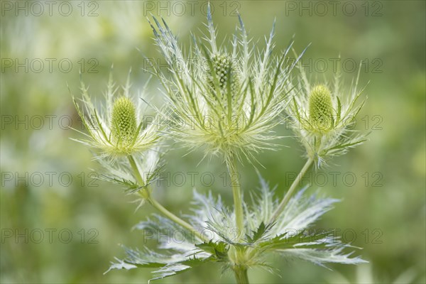 Alpine Eryngo (Eryngium alpinum)