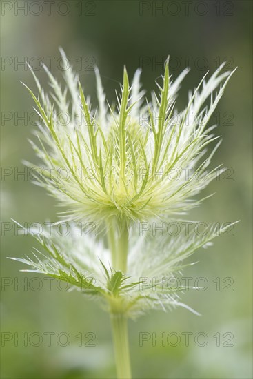 Alpine Eryngo (Eryngium alpinum)