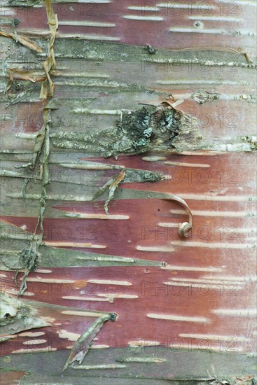 Bark of Erman's Birch (Betula ermanii)