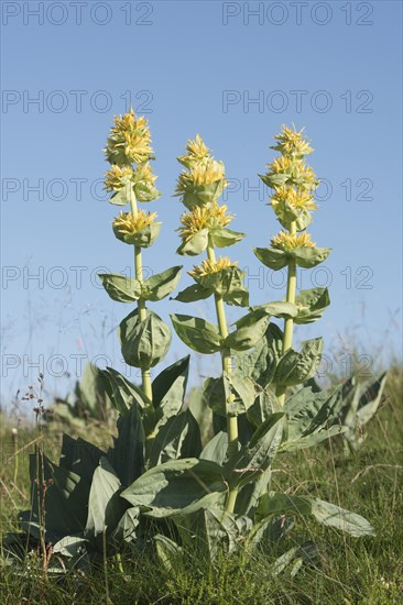 Great Yellow Gentian (Gentiana lutea)