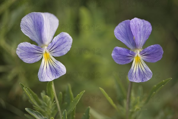 Mountain Pansies (Viola lutea)
