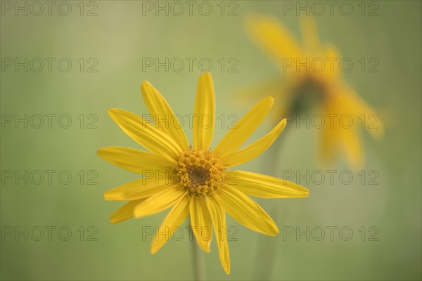 Mountain Arnica (Arnica montana)