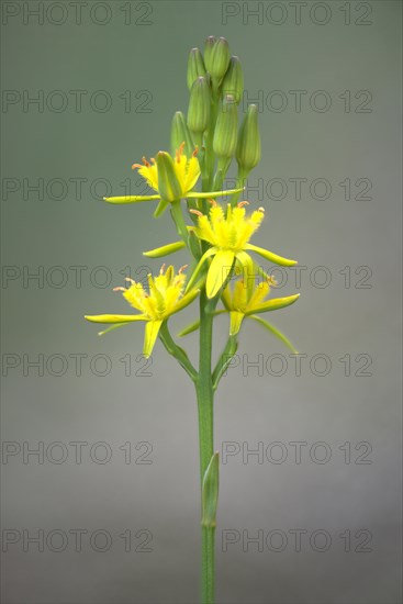 Bog Asphodel (Narthecium ossifragum)