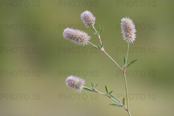 Haresfoot Clover (Trifolium arvense)